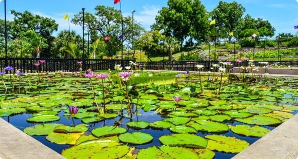 International Water Lily Garden International Water Lily Garden